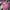 Dickies Streetwear Hoody Pria burgundy photo 1