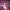 Dickies Streetwear Hoody Pria burgundy photo 5
