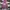 Dickies Streetwear Hoody Pria burgundy photo 2