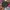 Luxury Wanita pink blue photo 3