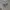 Nevada Streetwear Casual Sweatshirt Pria gray photo 1