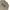 Lonsdale Casual Sweatshirt Pria tan photo 2