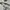 Lyle & Scott Luxury Casual Polo shirt Pria white cream photo 3