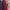 Beverly Hills Polo Club Casual Harrington jacket Pria red photo 4