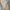 WHO.A.U Biker Indie Denim jacket Pria cream photo 5
