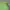 Japanese Brand Biker Casual Windbreaker Pria Green