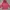Dunlop Streetwear Sportswear Windbreaker Pria red photo 1
