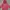 Dunlop Streetwear Sportswear Windbreaker Pria Red