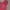 Dunlop Streetwear Sportswear Windbreaker Pria red photo 2