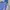 Adidas Gorpcore Sportswear Sweater Pria blue red photo 2