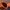 Quiksilver Sportswear Swimwear Kids Navy Orange