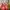 Nike Casual Sneakers Pria red gray photo 2