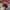 New Era Casual Hat Pria red black photo 3