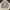 Ben Davis Streetwear Sweatshirt Pria Gray