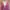 Casual Cardigan Wanita pink photo 2