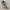 New Balance Streetwear Sportswear Sneakers Pria Gold Silver
