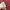 Polo Ralph Lauren Casual Formal shirt Pria burgundy photo 2