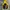 Inkognito by Polaroid Streetwear Windbreaker Pria yellow photo 1