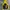 Inkognito By Polaroid Streetwear Windbreaker Pria Yellow
