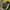 Inkognito by Polaroid Streetwear Windbreaker Pria yellow photo 2