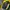 Inkognito By Polaroid Streetwear Windbreaker Pria Yellow
