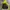 Inkognito by Polaroid Streetwear Windbreaker Pria yellow photo 5