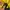 Inkognito by Polaroid Streetwear Windbreaker Pria yellow photo 4