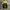 Inkognito by Polaroid Streetwear Windbreaker Pria yellow photo 7