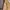 Indie Casual Puffer jacket Pria tan photo 4