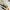 BOSCH Casual Culotte Wanita tan photo 3