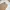 BOSCH Casual Culotte Wanita Tan