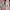 Sportswear Sneakers Wanita white pink photo 5