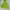 Nike ACG Luxury Hoody Pria green photo 5