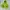Nike ACG Luxury Hoody Pria green photo 1