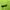 Nike ACG Luxury Hoody Pria green photo 6