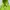 Nike ACG Luxury Hoody Pria green photo 2