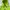 Nike ACG Luxury Hoody Pria Green