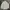 Polo Ralph Lauren Luxury Casual Formal Shirt Pria Green