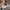 Obey Casual Hat Pria multicolor photo 5