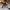 Obey Casual Hat Pria multicolor photo 6