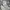 Adidas Streetwear Sweatshirt Pria gray photo 6