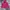 Tommy Hilfiger Streetwear Hoody Wanita pink photo 1
