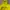 Noah Streetwear Skater Hoody Pria yellow photo 2