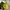 Noah Streetwear Luxury Bag Pria yellow photo 5
