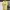 Nike Streetwear Y2K T-shirt Pria Yellow
