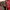 Grunge Goth Wanita red black photo 8