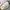 Charles and Keith Luxury Minimalist Shoulder bag Wanita cream photo 2