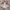 Urban Research Streetwear Gorpcore Puffer jacket Pria tan photo 4
