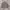 Urban Research Streetwear Gorpcore Puffer jacket Pria tan photo 2