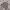 Urban Research Streetwear Gorpcore Puffer Jacket Pria Tan